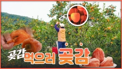 산이 주는 보물, 우리 임산물 숲푸드 – 16편 곶감