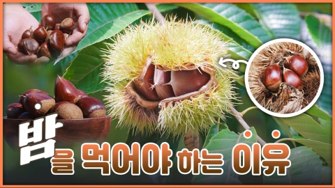 산이 주는 보물, 우리 임산물 숲푸드 – 17편 밤