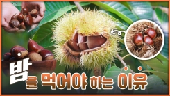 산이 주는 보물, 우리 임산물 숲푸드 – 17편 밤