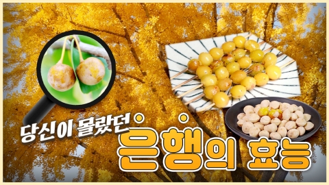 산이 주는 보물, 우리 임산물 숲푸드 – 18편 은행