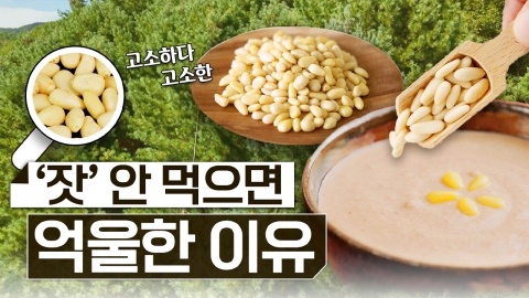 산이 주는 보물, 우리 임산물 숲푸드 – 19편 잣