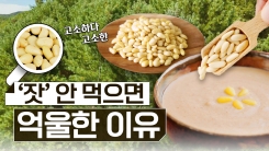 산이 주는 보물, 우리 임산물 숲푸드 – 19편 잣