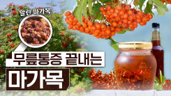 산이 주는 보물, 우리 임산물 숲푸드 –  20편 마가목