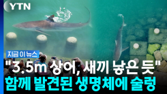 1m 생명체 포착되며 \'출산설\'…부산 북항 \'상어\' 보려 북새통 [지금이뉴스]