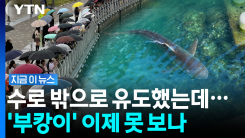 "왜 굳이 강제로 내보내나"…여수섬박람회 누른 \'부캉이\' 인기 [지금이뉴스]