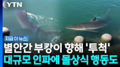 상어 \'부캉이\' 이제 못 보나…쓰레기 무차별 투척까지 커지는 우려 [지금이뉴스]