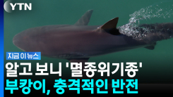 \'부캉이\' 무태상어 아니었다…근접 촬영 영상 분석 결과 [지금이뉴스]