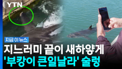 "벽에 너무 붙어서 헤엄치더니"…부캉이 \'이상 현상\' 발견 [지금이뉴스]