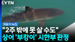 머리 들이받고 이상행동하던 \'부캉이\'…시한부 경고음 [지금이뉴스]