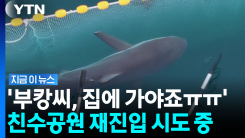 한 달만에 수로 벗어나나 했는데…\'부캉이\' 다시 친수공원 재진입? [지금이뉴스]