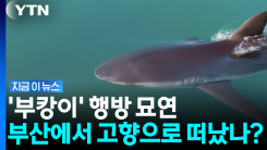 나흘째 자취 감춘 상어 \'부캉이\'…고향으로 떠났나 [지금이뉴스]