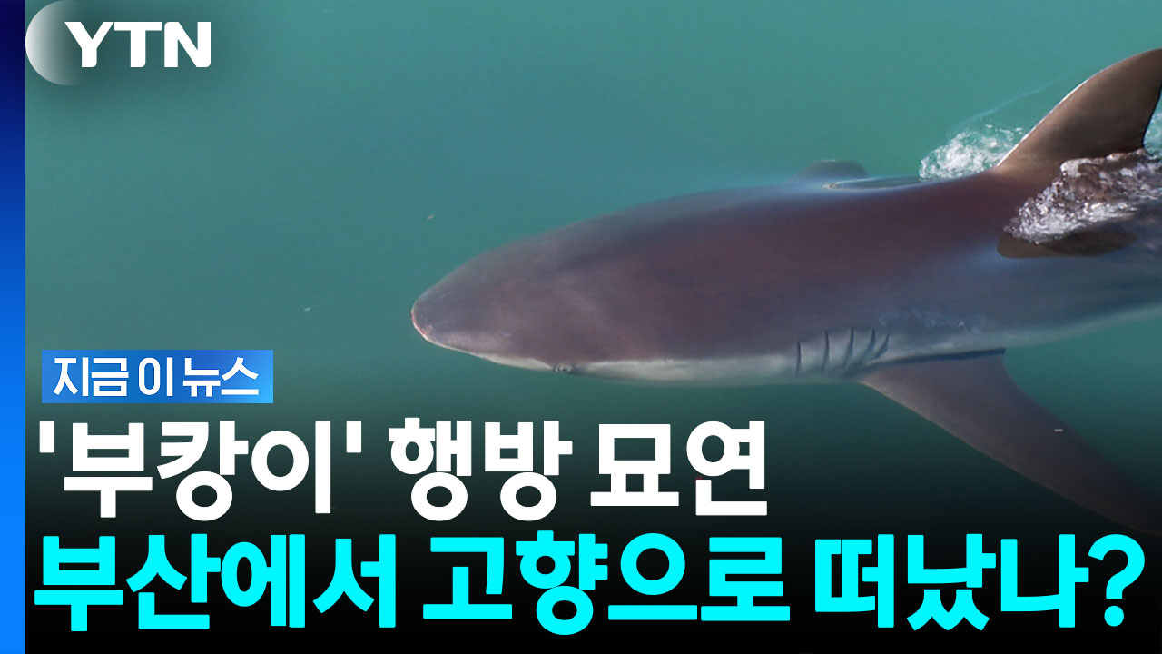 나흘째 자취 감춘 상어 '부캉이'…고향으로 떠났나 [지금이뉴스]