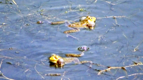 [video] Green frogs' serenade to coax future spouses in reservoir