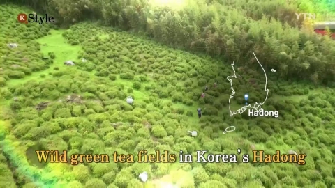 [K STYLE] Hadong Green Tea