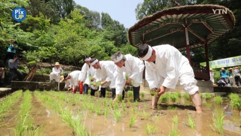 [PIX UP] Rice Planting