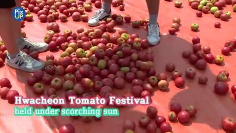 [PIX UP] Hwacheon Tomato Festival 