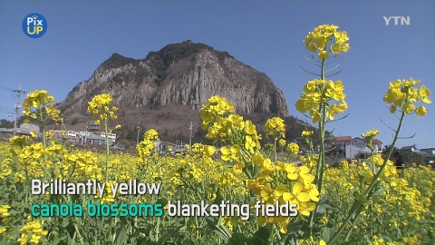 [PIX-UP] Early Canola Blossoms in Jeju