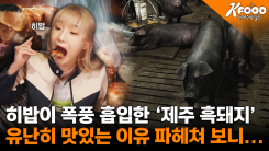 구제역 청정지역 인증! 세계로 향하는 제주 한돈의 비밀