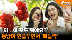 동남아 SNS에서 난리 난 'K-포도'…열광하는 이유?