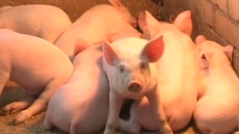 돼지가 건강해야 사람도 건강해요…동물복지형 돼지농장