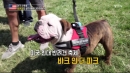 미국, 축제를 통해 반려견이 살기 좋은 나라 만들다