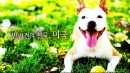 리포터에게 묻는다 : 미국의 바크인더파크, 이것이 더 궁금하다!