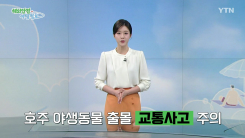 호주 야생동물 출현 '교통사고' 주의