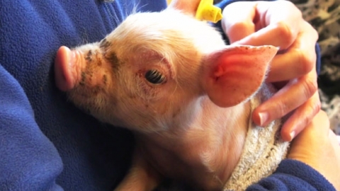 [세상교과서] '아기 돼지와 수업을'…네덜란드 '치유 농장'