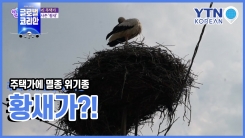 주택가에 멸종 위기종 황새가?!