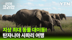 글로벌인사이드_'야생의 천국' 탄자니아 세렝게티·타랑기레 사파리 여행