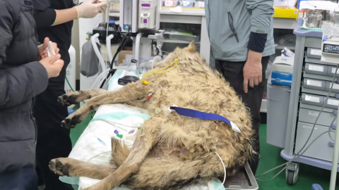 대전 탈출 늑대 '늑구' 생포…"건강 이상 없어"