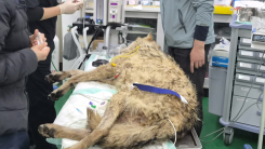 대전 탈출 늑대 '늑구' 생포…