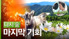 [YTN 특집] 다시 숲
