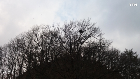 찬기온ㆍ눈 내림 준비에 ㆍ새들의 움직임