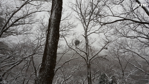 한라산의 겨우살이