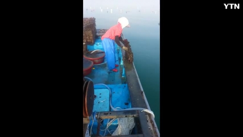 실효성 없는 낙지금어기