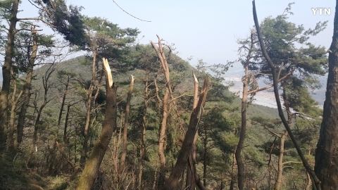 산림조경은 아닌 듯..