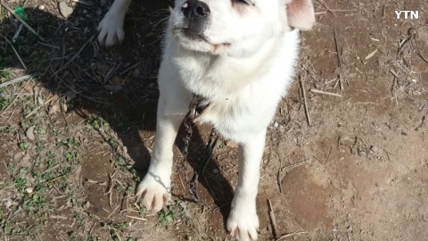 봄 내음을 햇살을 아는 몽순이