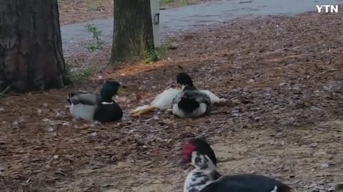 거위 죽음에 오리들도...