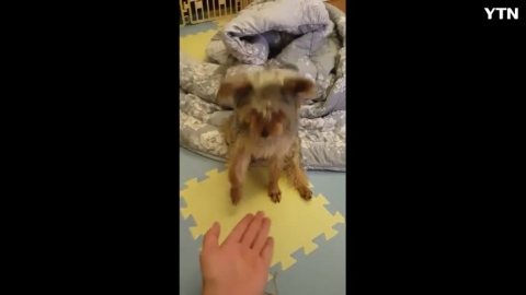 똑똑한 강아지영상입니다.