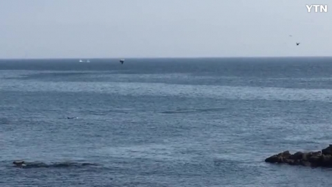 제주연안 돌고래떼 출연 영상