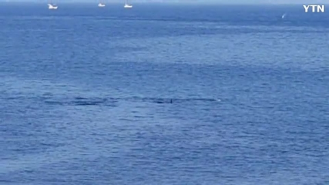 돌고래 쇼ㅡ 제주연안