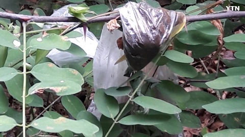 숲속을 나르는 개똥 비닐봉지