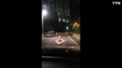 부산 동래구 안락동 원동교부근 멧돼지 출현