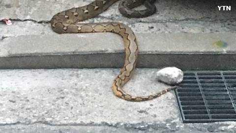 도심한 복판에 이렇게 큰 뱀이..