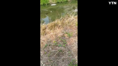 청계천 생태계가 돌아오는? 