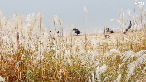광교저수지  오리비상