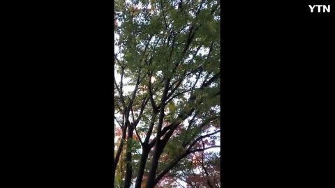 목동아파트 단지내 오색딱다구리