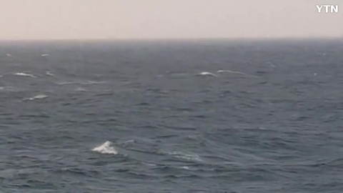 제주 돌고래 영상