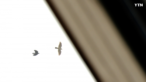 까마귀가 솔개를